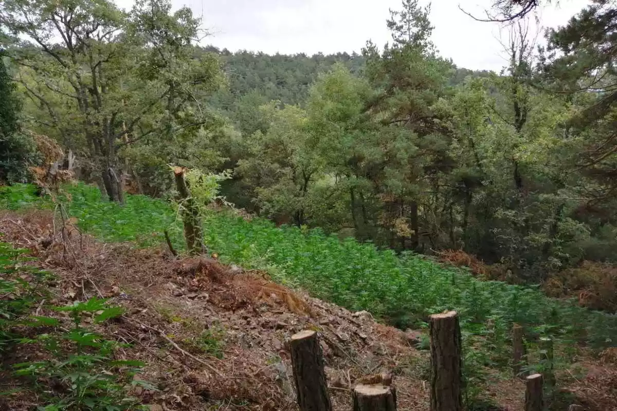 Plantació de marihuana, amb 5.500 plantes, desmantellada en una zona boscosa de Prades, al Baix Camp