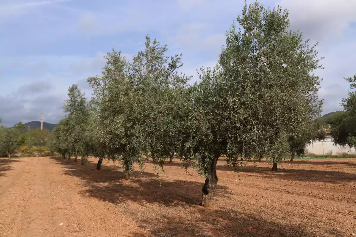 Un camp d'oliveres a la Bisbal del Penedès (Baix Penedès)