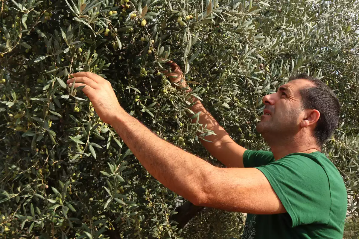 Un pagès comprovant la qualitat de les olives en un camp d'oliveres