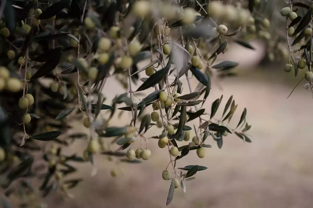 Branca d'olivera plena d'olives.