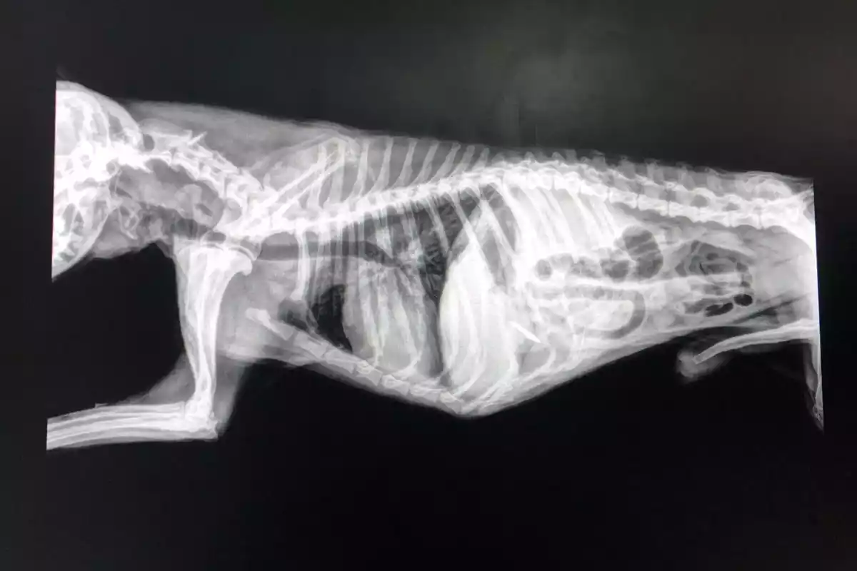 Radiografia feta al gos.