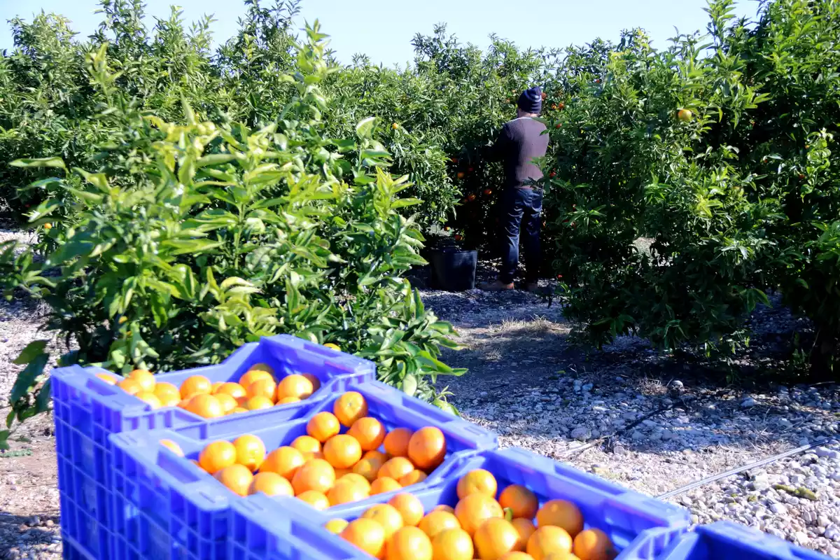 Pla general de treballadors durant la collita de mandarina en un camp proper a Alcanar amb caixes plenes de fruita