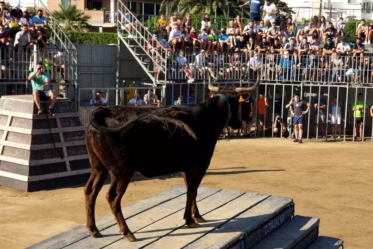 Pla general d'un bou damunt de la tarima durant la celebració dels actes amb bous a la festa major de l'Ampolla