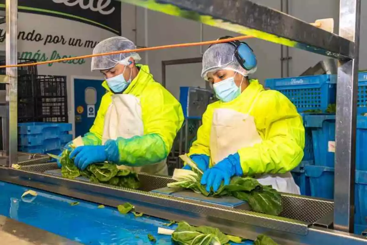 Dos treballadors en una planta d'envasats d'amanides de Florette