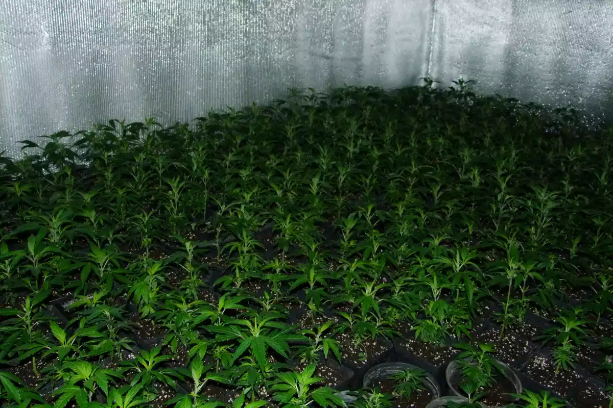 Pla detall de diverses plantes de marihuana trobades a l'interior d'un habitatge en una finca rural de Tivissa