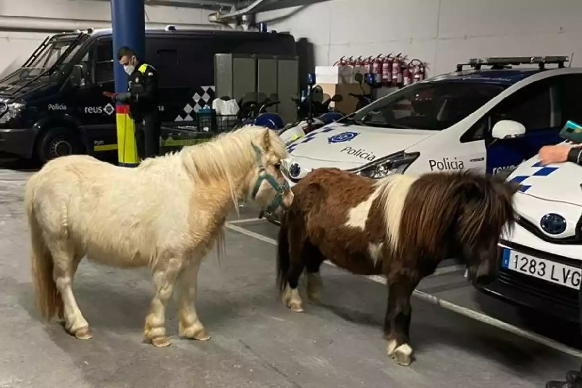 Dos ponis a la comissaria de la Guàrdia Urbana de Reus
