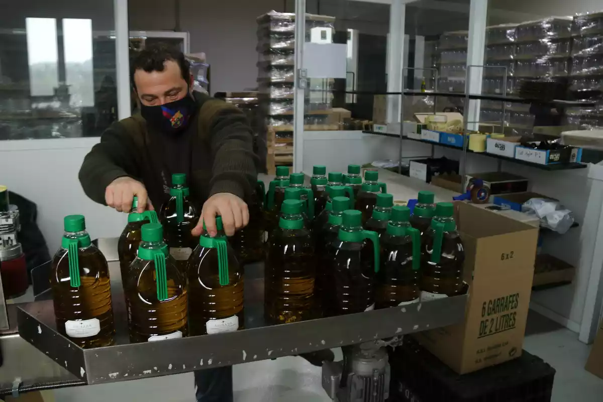 Un treballador de la cooperativa de La Palma d'Ebre etiquetan garrafes d'oli