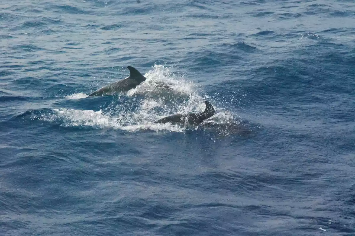 Imatge d'arxiu d'uns dofins nedant al mar