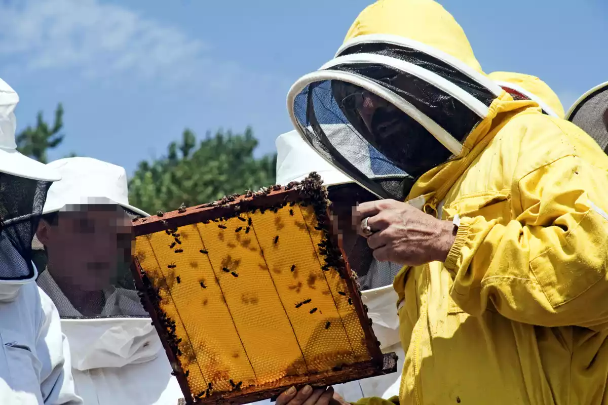 Un apicultor mostrant una bresca amb abelles