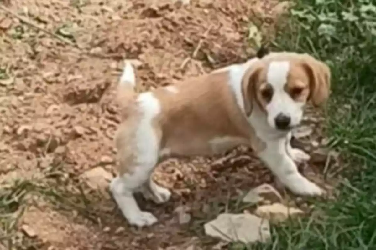 Un cadell de beagle robat a Riudoms