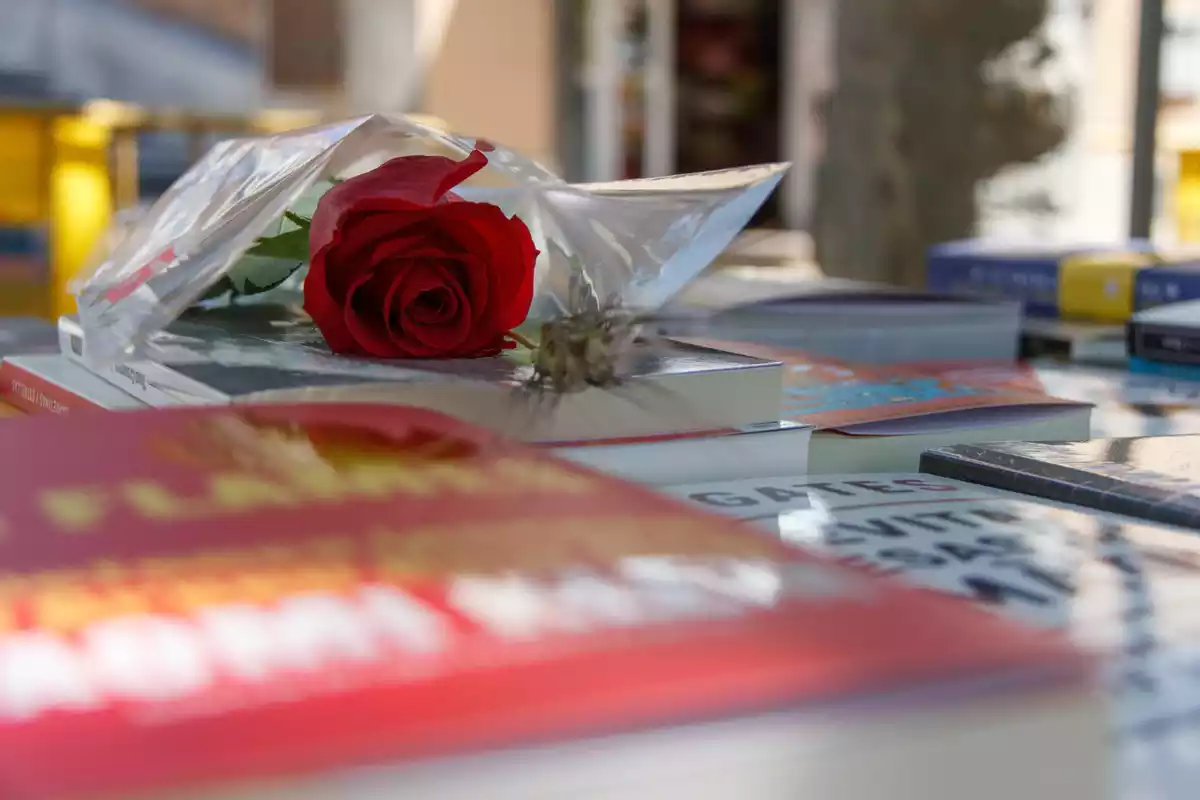 Una rosa a sobre d'una pila de llibres durant Sant Jordi al Morell