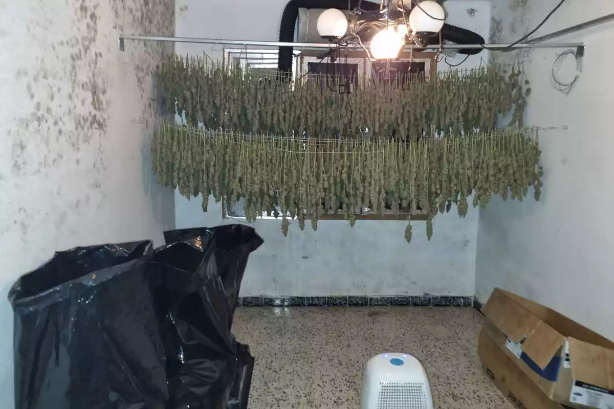 Marihuana en procés d'assecatge en una de les cases intervingudes pels Mossos d'Esquadra
