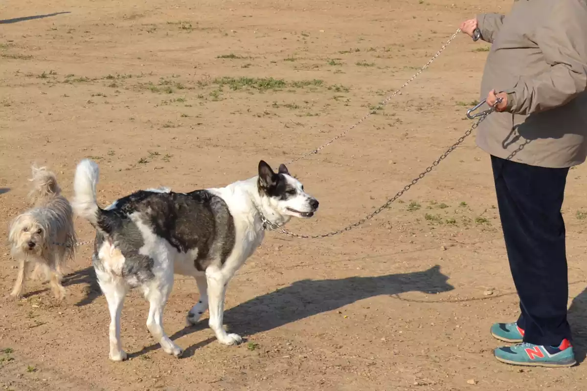 Dos gossos en una zona d'esbarjo de Reus