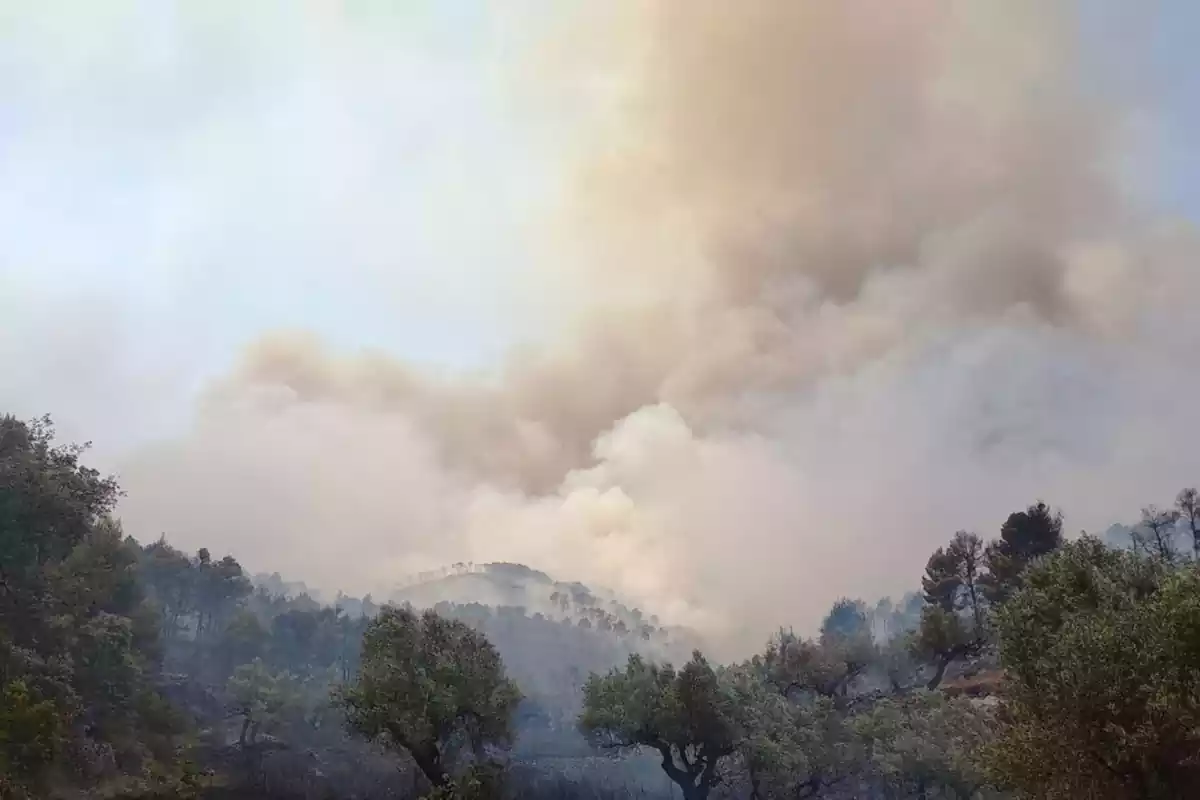 Gran fumerada durant l'incendi forestal de Corbera d'Ebre