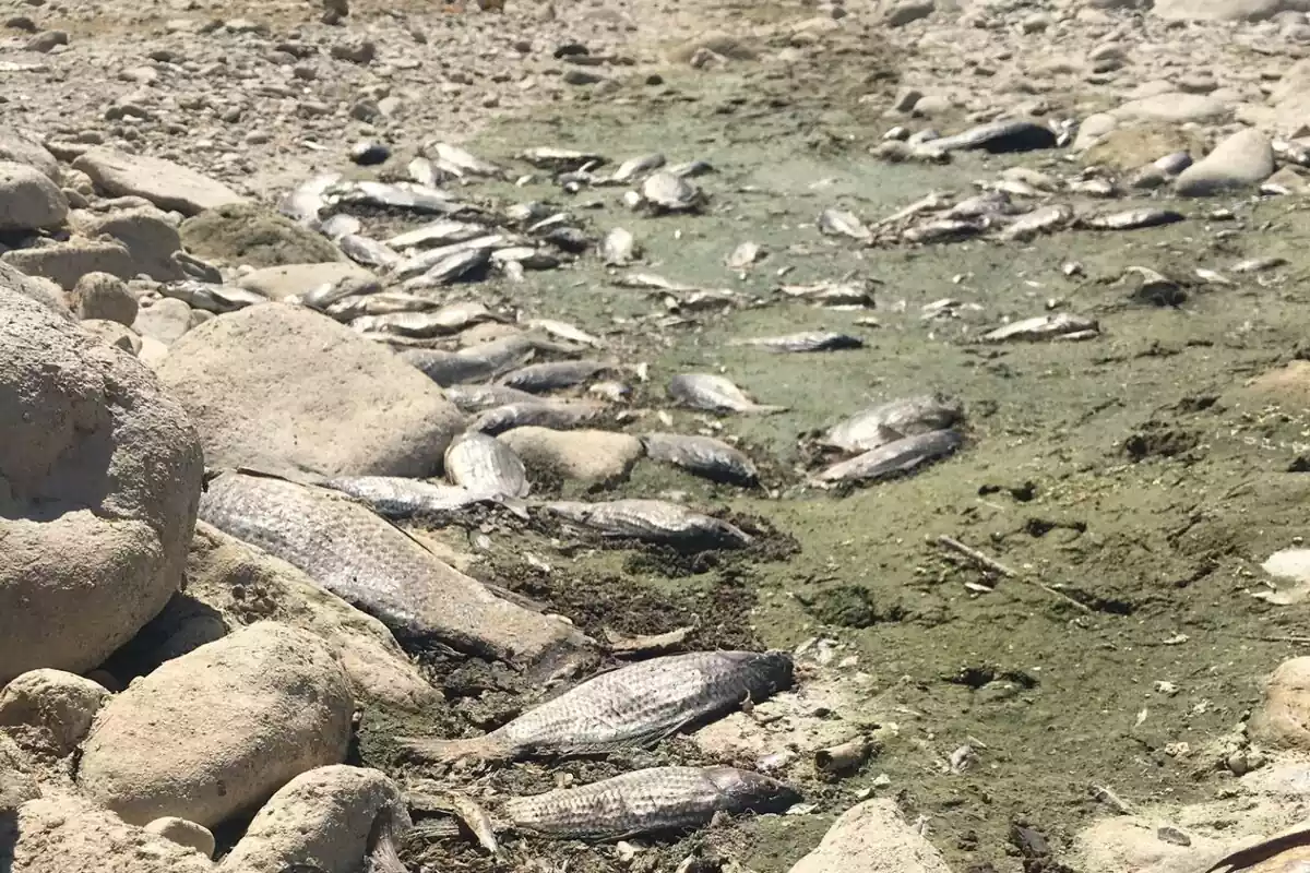 Imatge d'alguns dels peixos morts que han aparegut el riu Francolí al seu pas per Tarragona