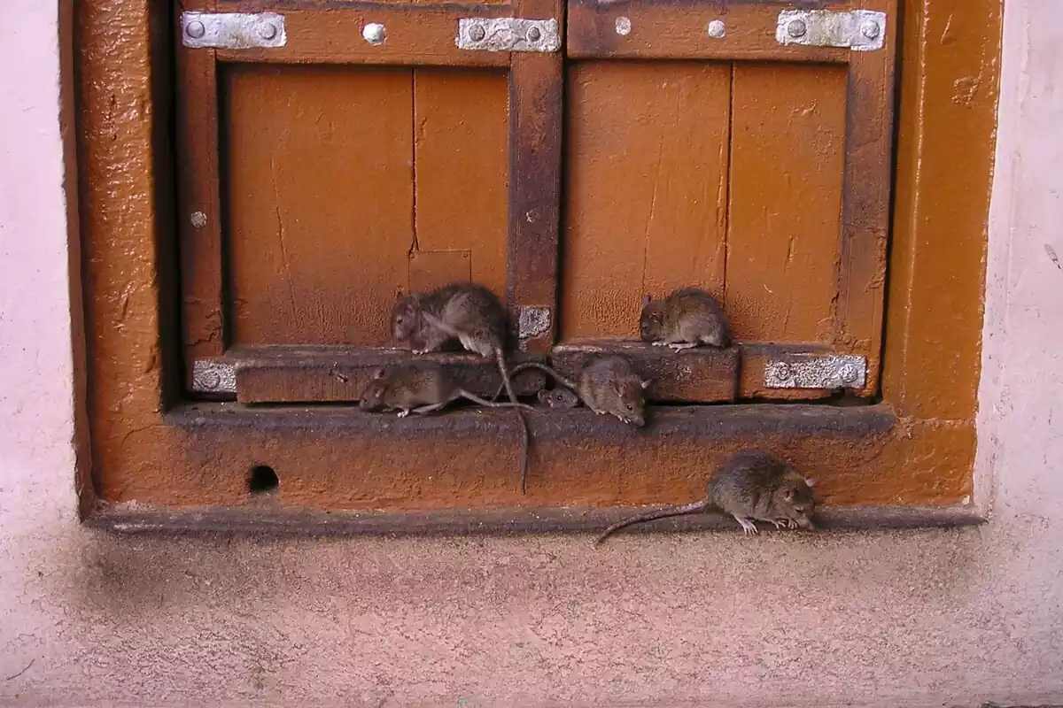 Imatge d'arxiu de sis rates en una finestra
