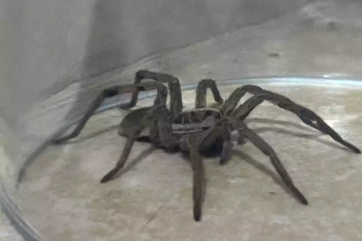Imatge de l'aranya que un altafullenc va trobar a la cuina de casa seva