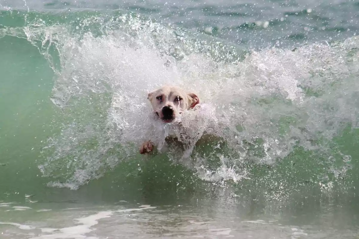 Imatge d'un gos banyant-se en una platja