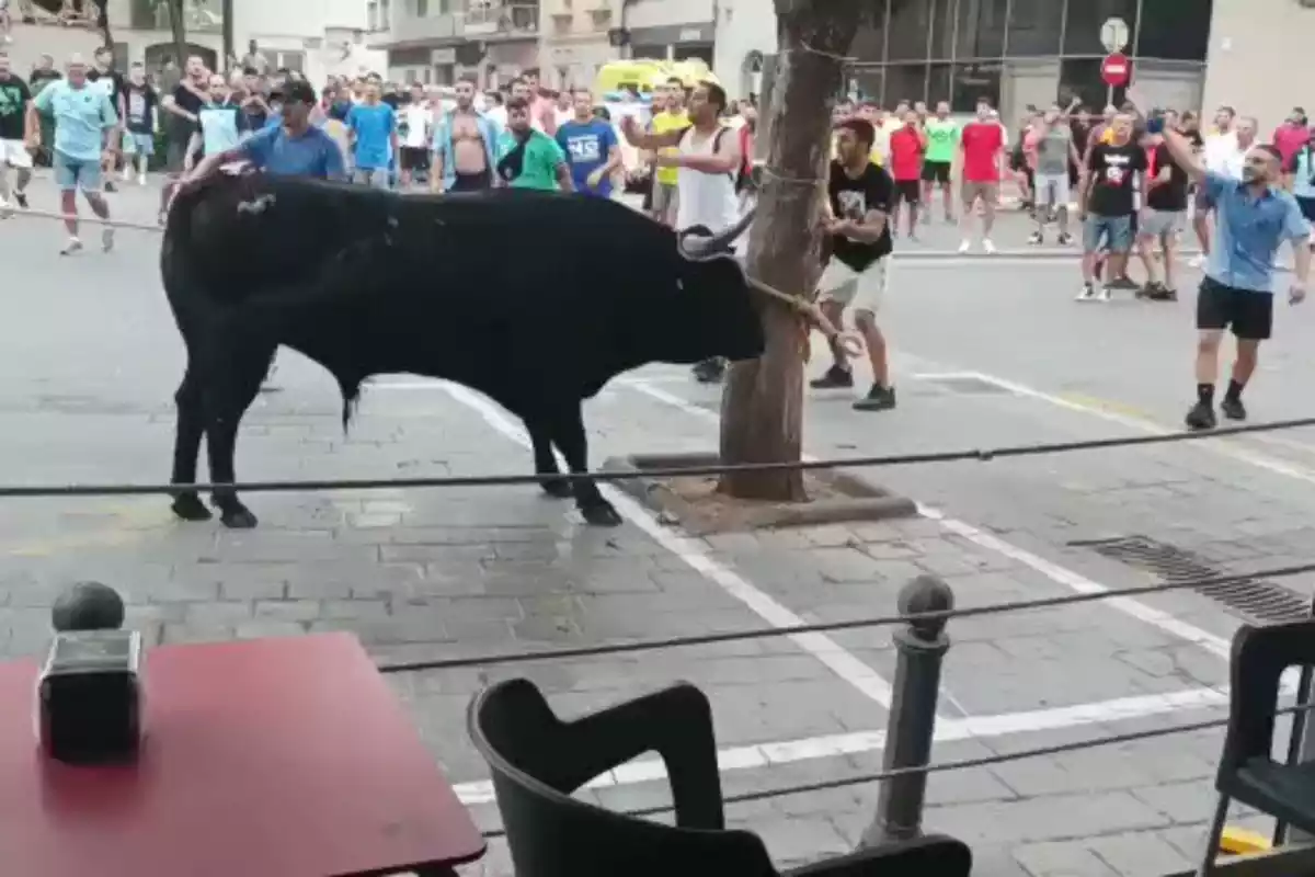 Imatge d'una celebració de bous al carrer a la Ràpita