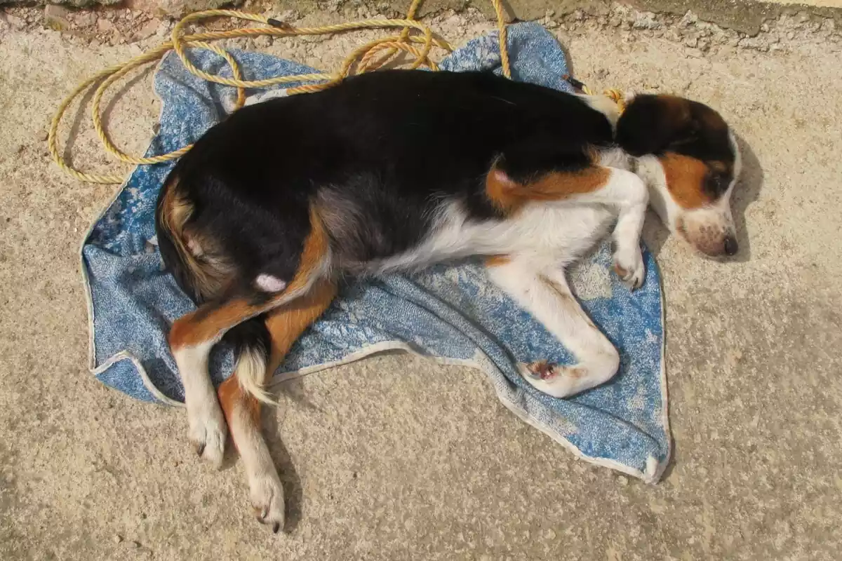 Un dels gossos que estaven en males condicions a Albinyana.