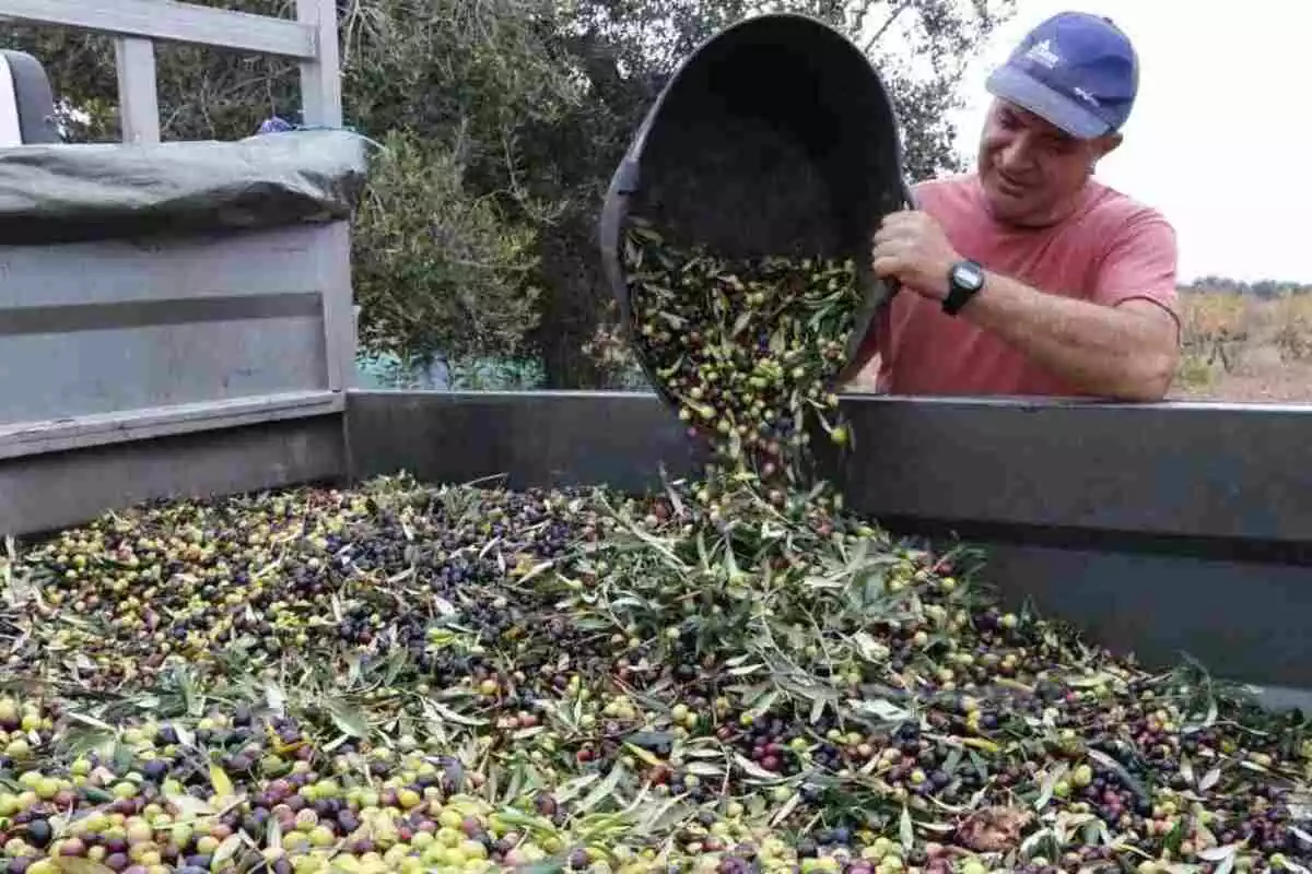 Un pagès abocant olives en un remolc
