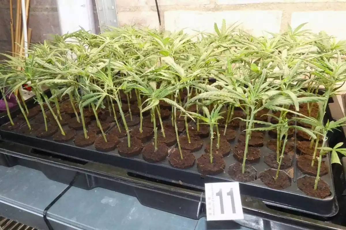 Imatge d'algunes de les plantes de marihuana que es van intervenir a Almoster