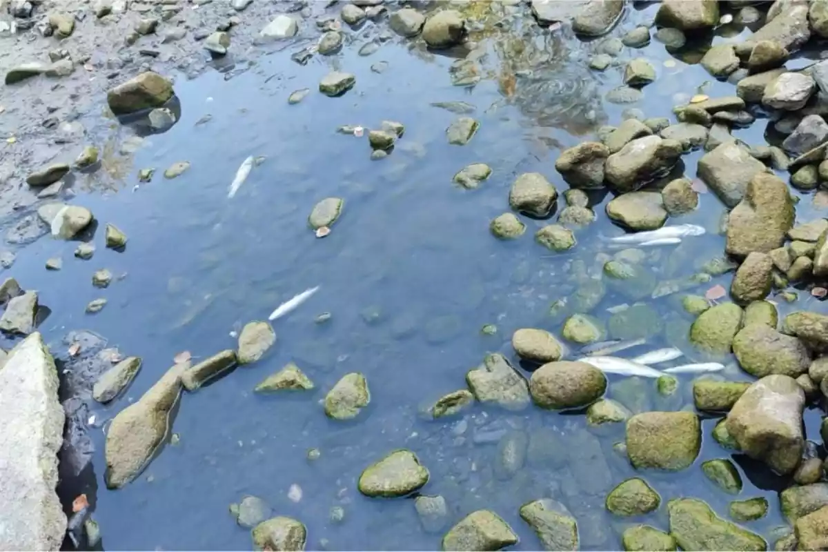 Imatge d'alguns peixos morts al riu Siurana
