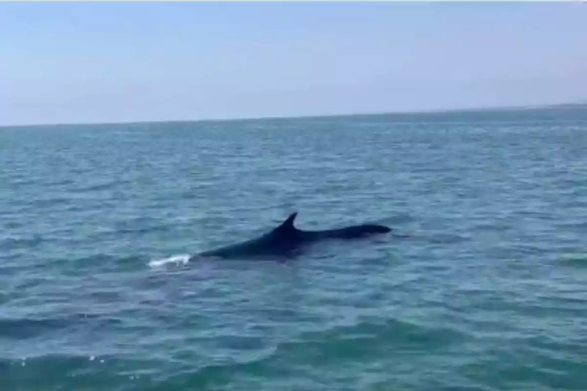 Imatge de la balena que ha estat vista a la Ràpita