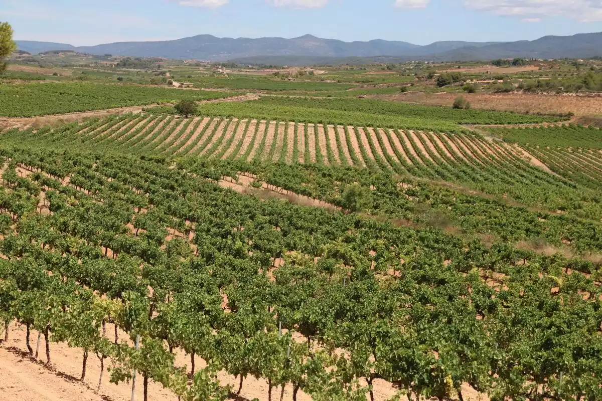 Panoràmica de vinyes de la DO Tarragona, a la comarca de l'Alt Camp, amb la muntanya de Miramar al fons