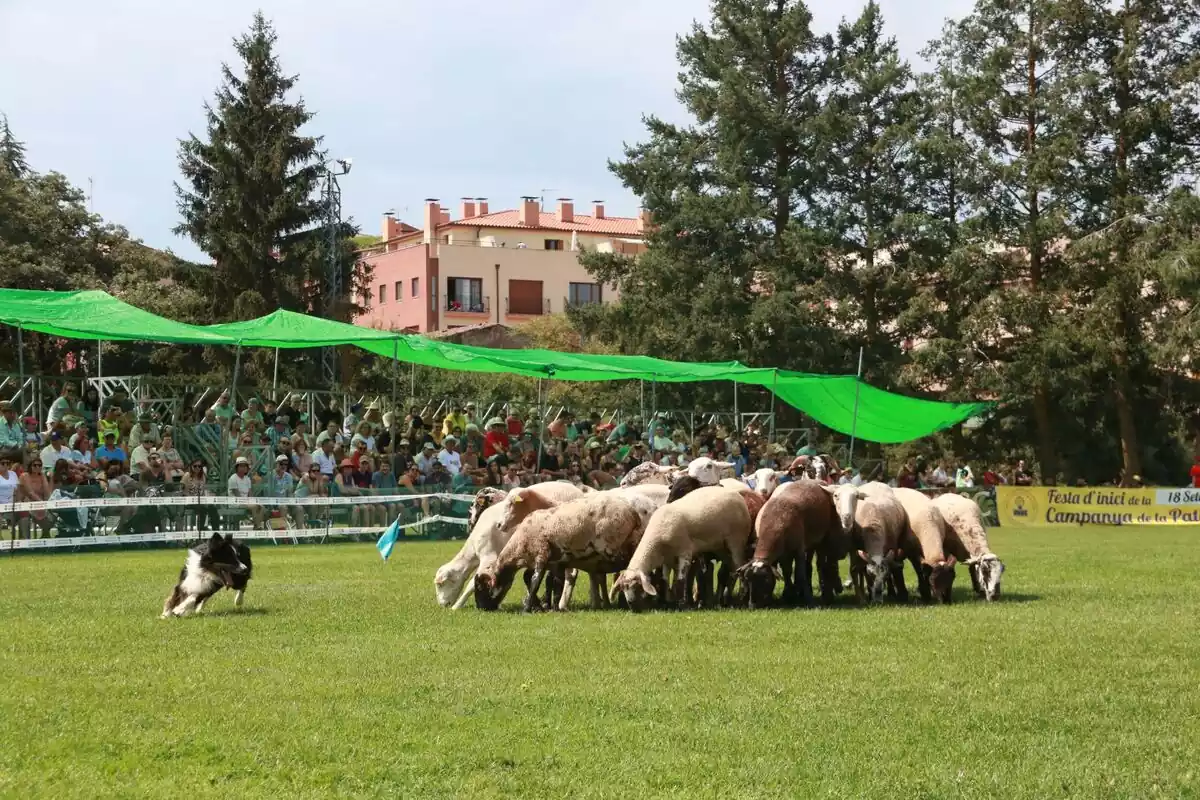 Tretze pastors i catorze gossos han participat al 33è Concurs internacional de gossos d'atura de Prades