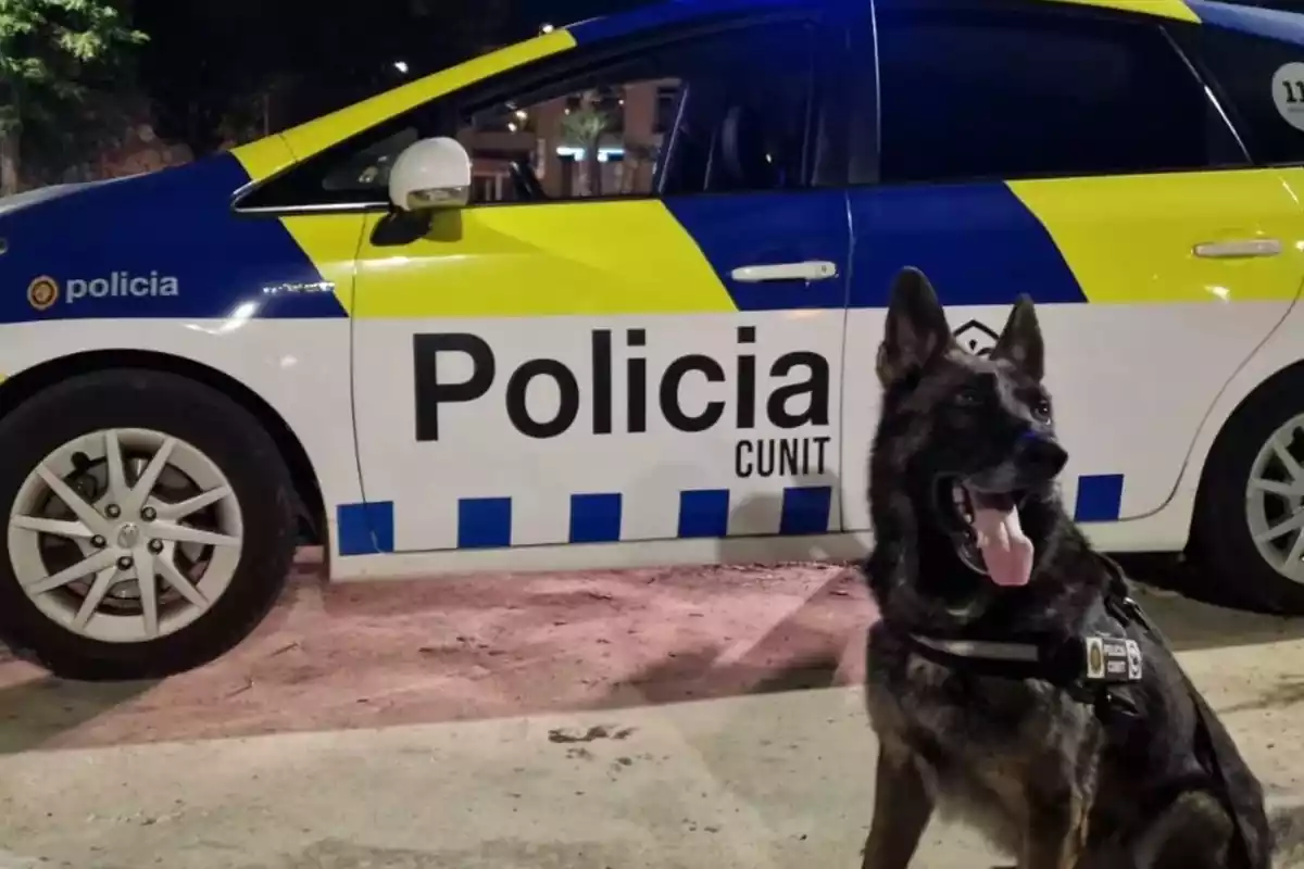 Un dels gossos de la unitat canina de la policia de Cunit.