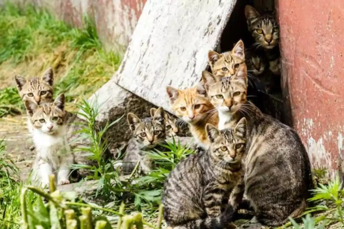 Una colònia de gats de carrer.