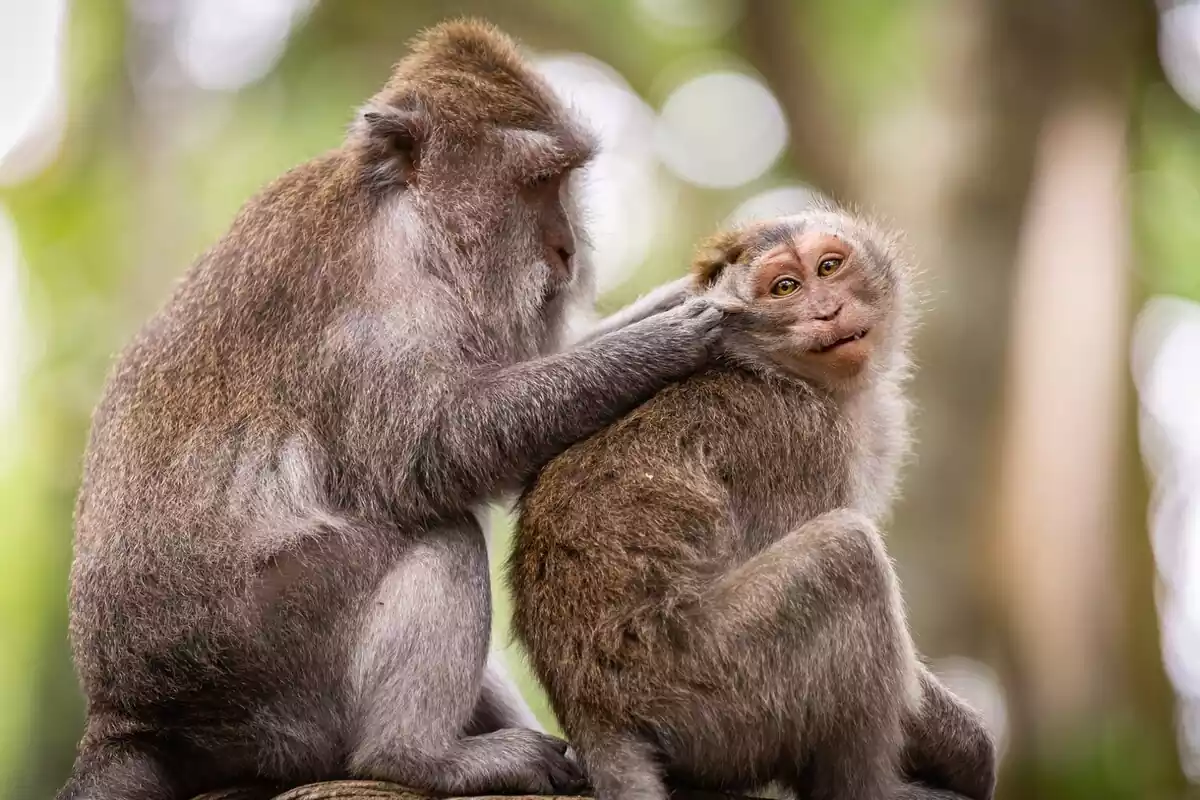 Imatge de dos primats