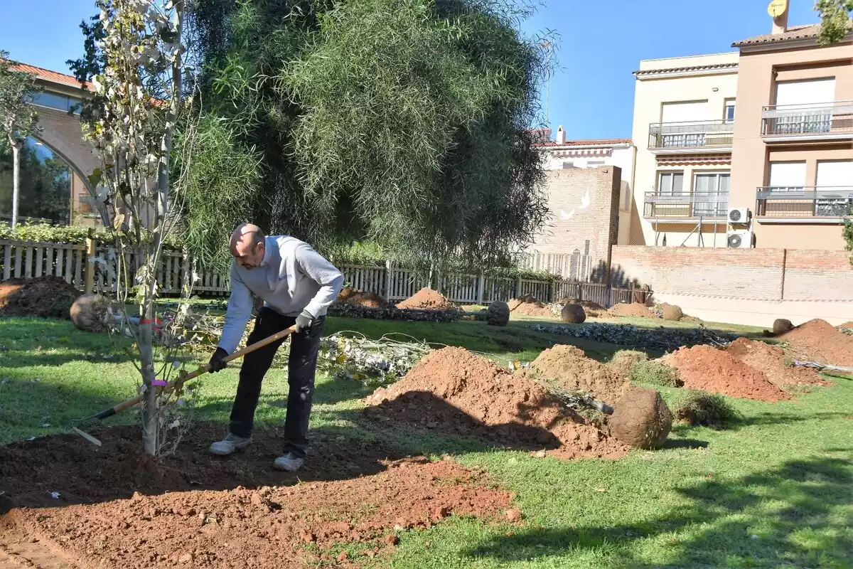 Imatge d'un jardiner plantant un arbre a Torredembarra