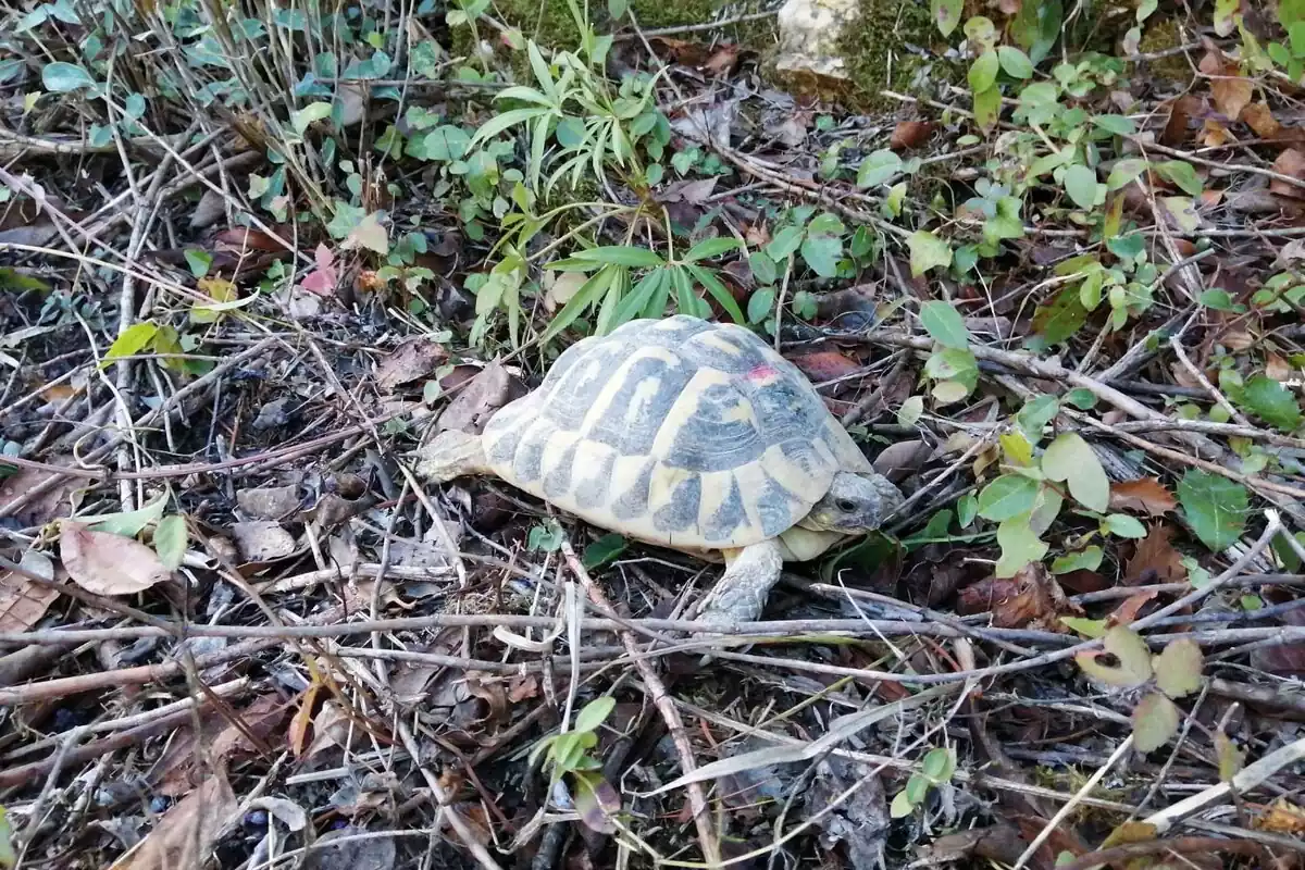 Una de les tortugues mediterrànies alliberades al Parc Natural de la Serra de Montsant
