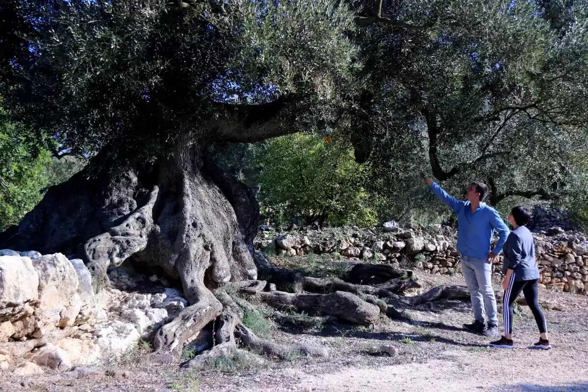 Els propietaris impulsors de la carta oberta al Govern, Lluís Porta i Maria José Beltran, observen una de les oliveres monumentals a Ulldecona