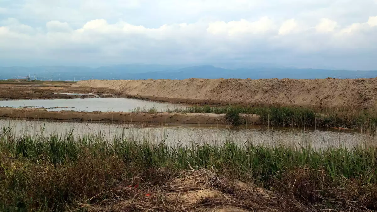 Pla general dels arrossars encara inundats, darrera de la barrera de sorra que s'ha construït a la platja de la Marquesa, a Deltebre