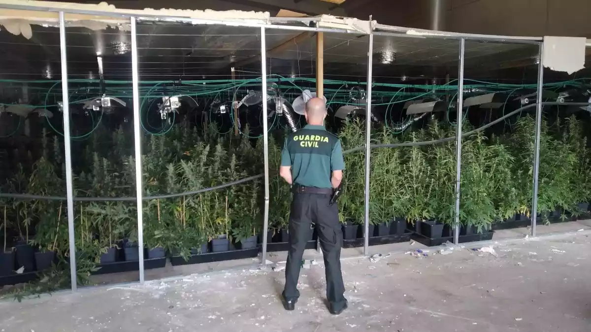 Pla obert d'un agent de la Guàrdia Civil davant d'una plantació de marihuana