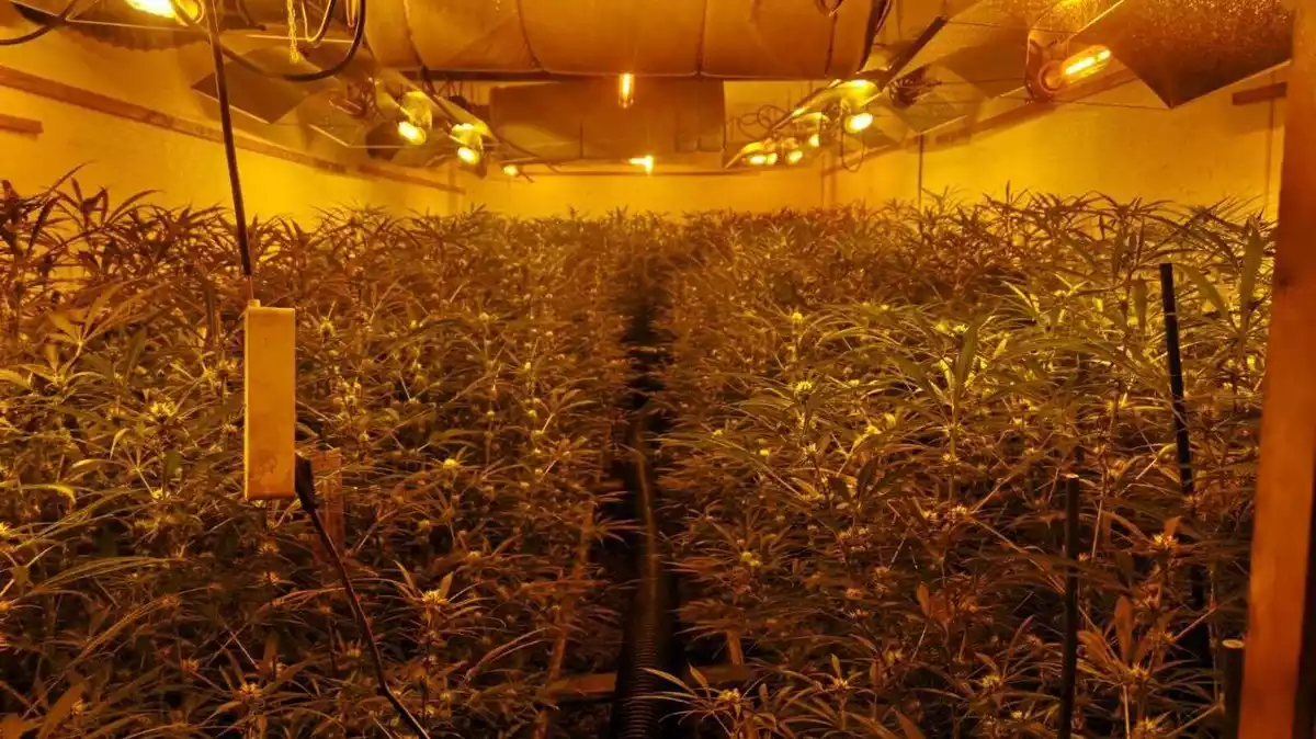 Una plantació de marihuana desmantellada pels Mossos d'Esquadra en l'operatiu policial d'aquest dimarts, 9 de juny de 2020