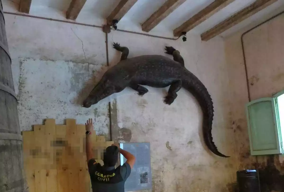Un agent del Seprona observant un cocodril dissecat, penjat d'una paret del bar del Parc Samà de Cambrils