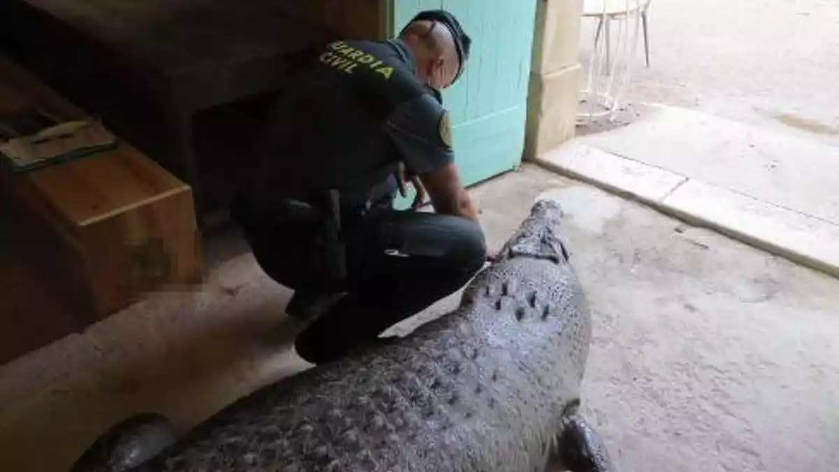 El Seprona de la Guàrdia intervenint un cocodril cubà dissecat a Reus