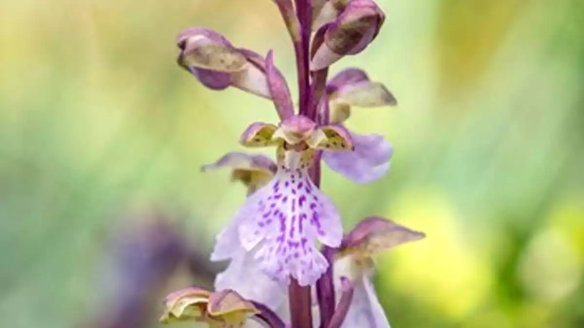 Primer pla de l'orquídia 'Orchis cazorlensis', en perill d'extinció, que s'ha tornat a trobar al Parc Natural dels Ports.