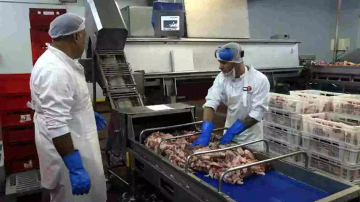 Dos treballadors processant carn