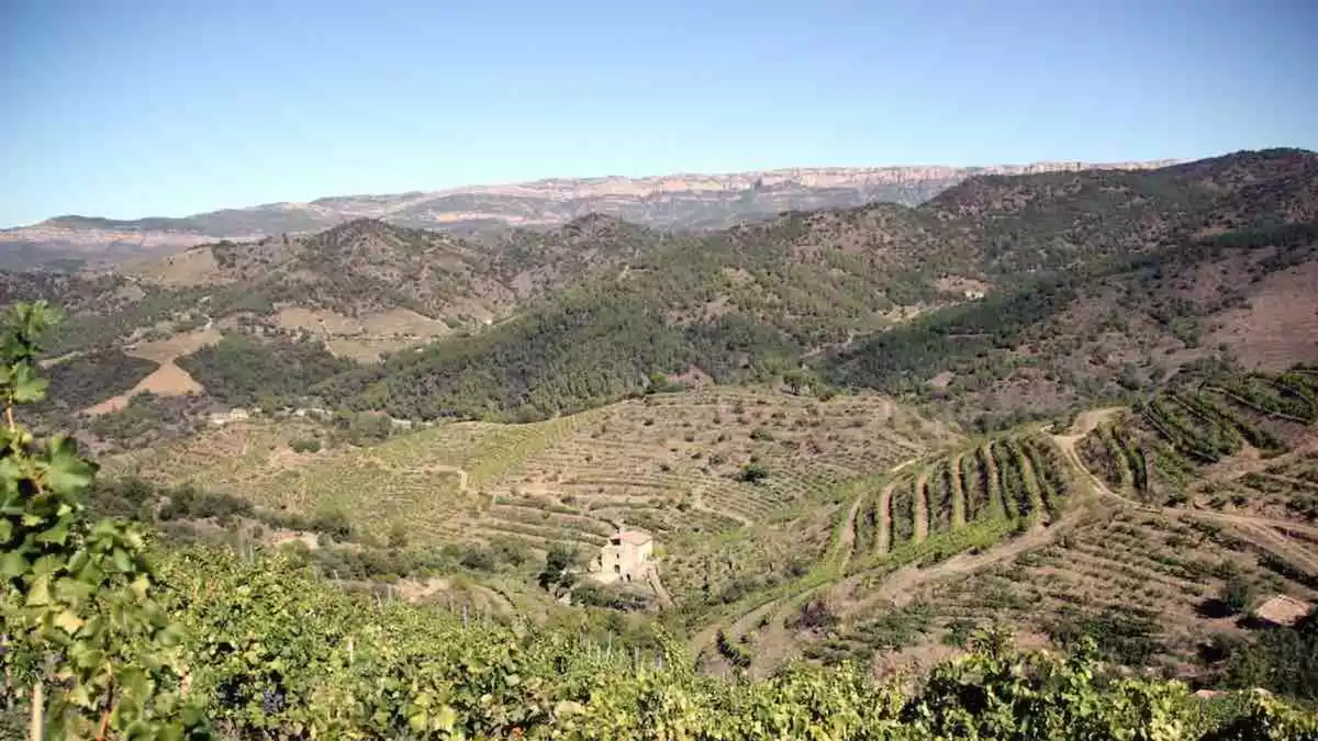 Imatge general de diverses vinyes al terme municipal de Porrera, al Priorat