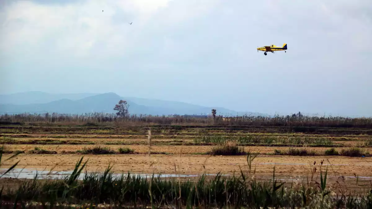 Pla general de l'avioneta que fa les fumigacions contra el mosquit al delta de l'Ebre