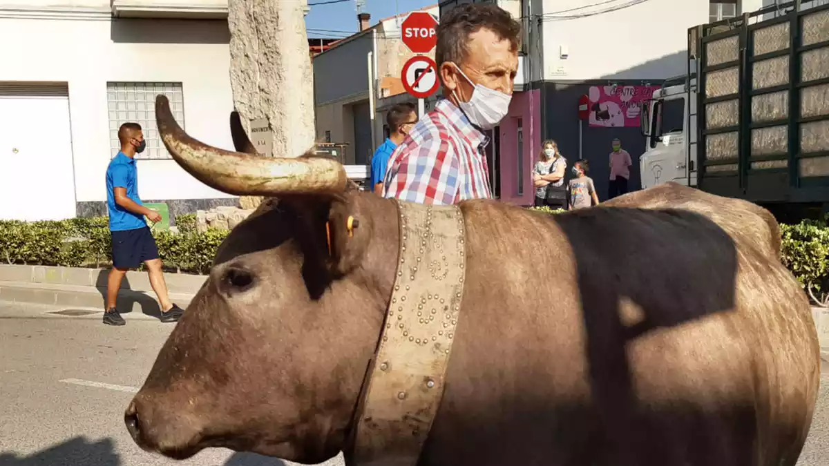 Pla tancat d'un acte amb un bou celebrat a Santa Bàrbara (Montsià)