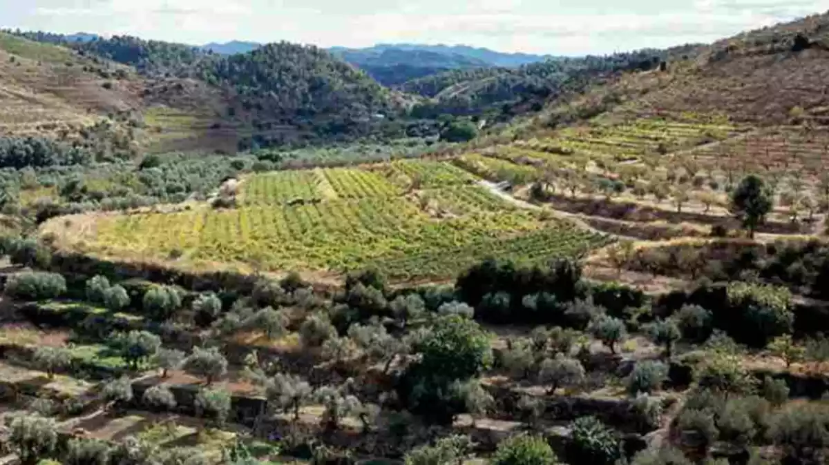 Una de les zones agrícoles que han passat per la intermediació del Banc de Terres del Priorat.