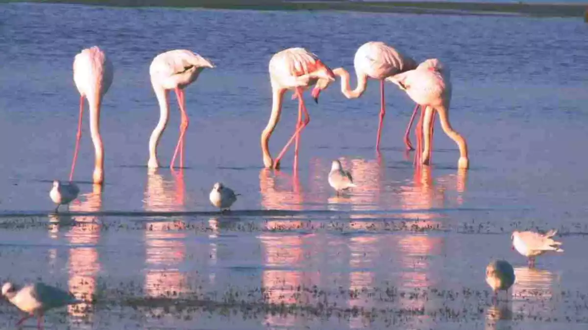 Imatge d'un grup de flamencs al Delta de l'Ebre