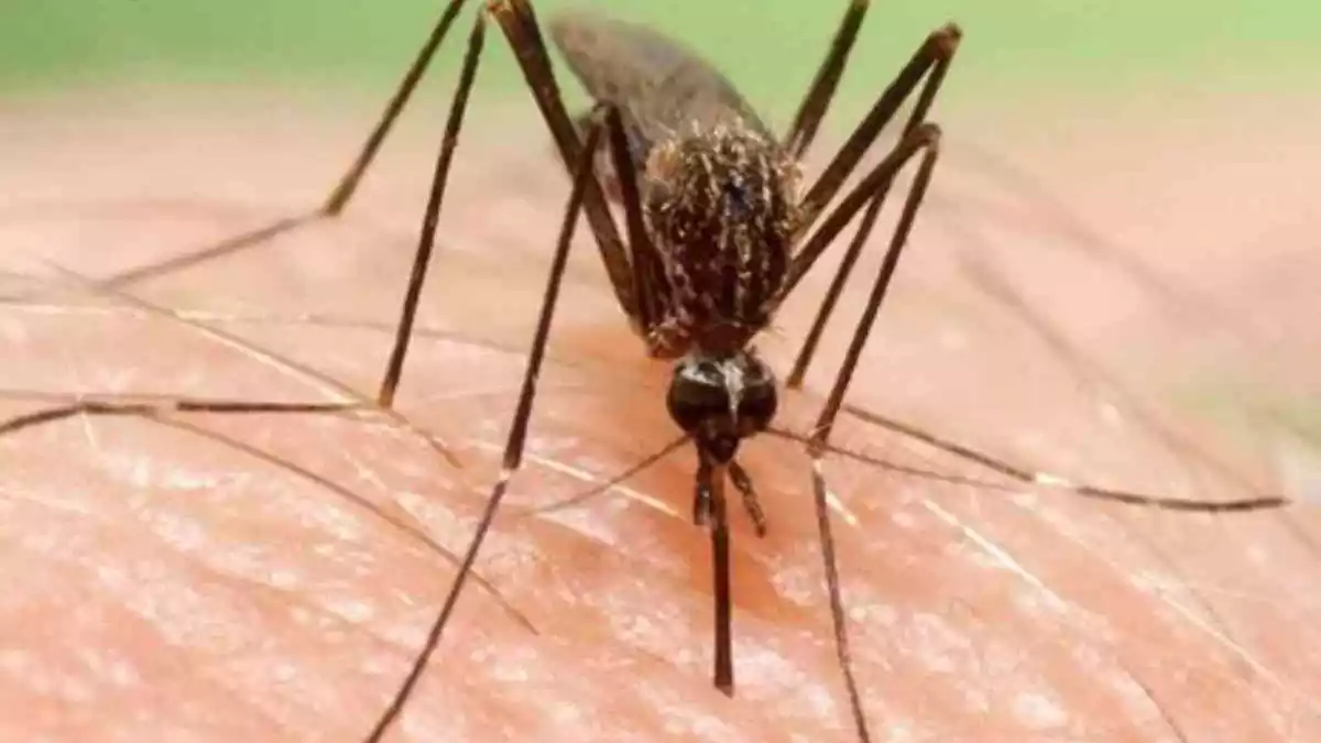 Imatge d'un exemplar de mosquit 'aedes japonicus'