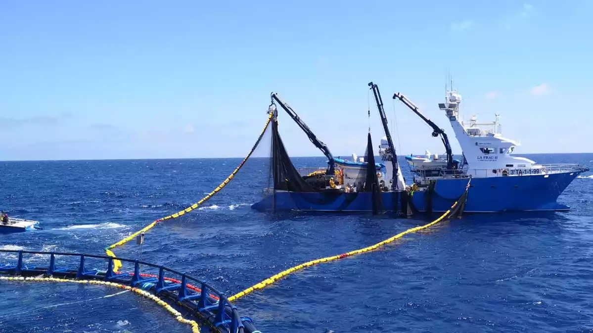 Els vaixells de la flota de Balfegó a les granges d'engreix de l'Ametlla de Mar